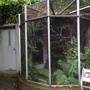 Bullfinch aviary 9.7.25