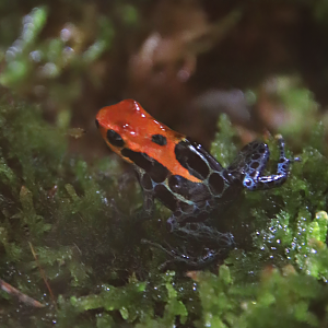 Amazon poison frog "Iquitos" (Ranitomeya amazonica)