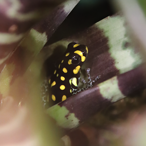 Brazilian poison frog (Ranitomeya vanzolinii)