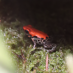 Red-backed poison frog "Solid" (Ranitomeya reticulata)