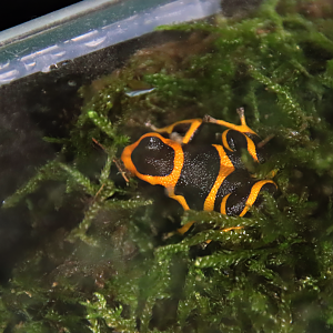 Summers' poison frog (Ranitomeya summersi)