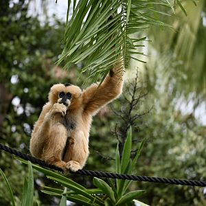 Jermei-Female White Cheeked Gibbon 2025