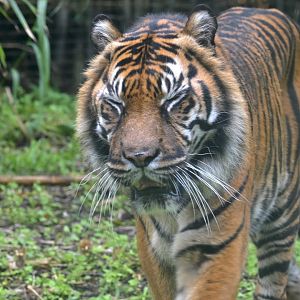Jaya-Sumatran Tiger 19/7/25