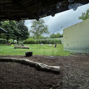 Toledo Zoo - Kingdom of the Apes - Gorilla Meadow