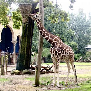 Reticulated giraffe