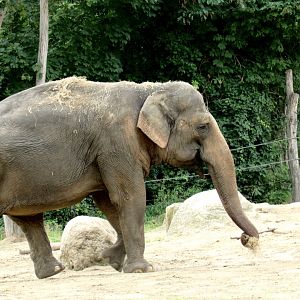 Asian elephant