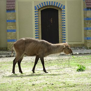 Defassa waterbuck