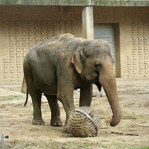 Asian elephant