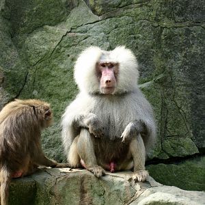 Hamadryas baboon
