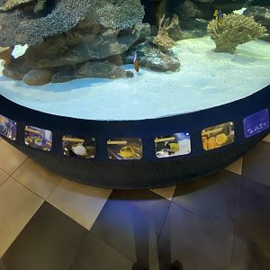 Species in aquarium 1