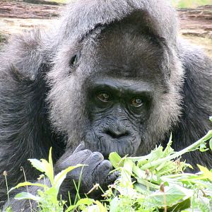 Western lowland gorilla - Fatou