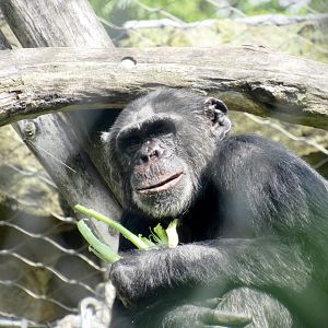 Chimpanzee