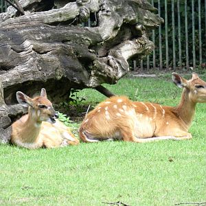 West African sitatunga