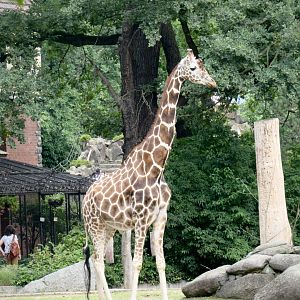 Reticulated giraffe