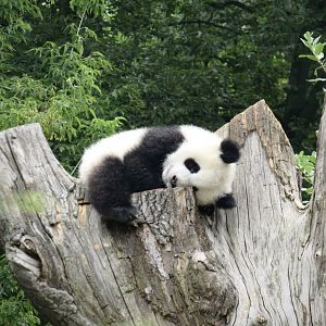 Giant panda cub