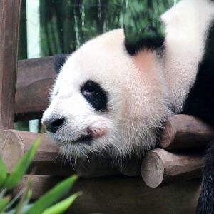 Giant panda