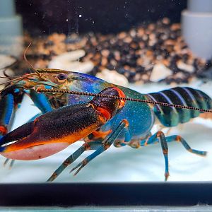 Red Kong Crayfish (Cherax mosessalossa)