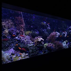 Aquarium: Coral Reef tank #1 (species list in comments)