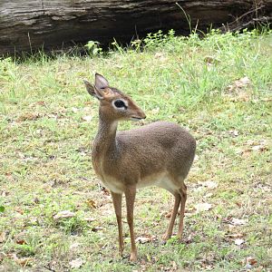 Kirk’s dik-dik