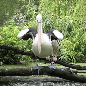 Australian pelican