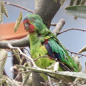 Swift parrot