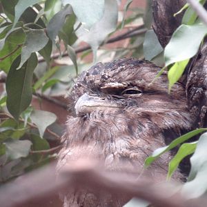 Tawny frogmouth