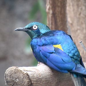 Golden-breasted starling