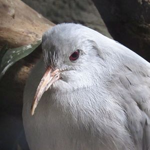Kagu
