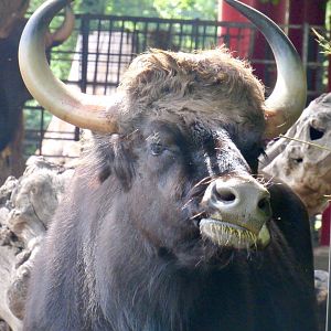 Indian gaur