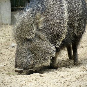 Chacoan peccary