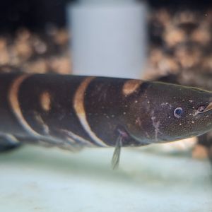 Tiger Knifefish (Gymnotus coatesi)