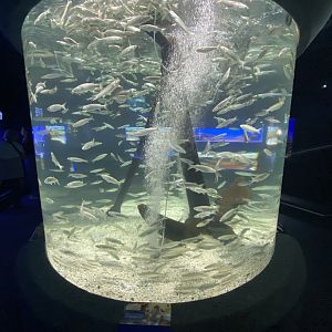 Aquarium 2