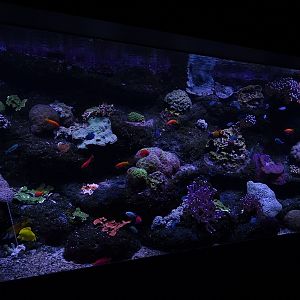 Aquarium: Coral Reef tank #2 (species list in comments)