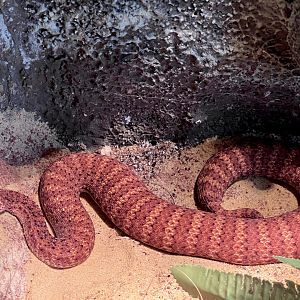 Desert Death Adder (Acanthophis pyrrhus)