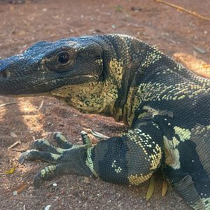 Lace Goanna (Varanus varius), Male / Bell's Phase