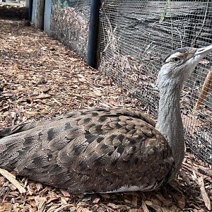 Australian Bustard (Ardeotis australis), Female