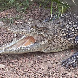 Saltie (Crocodylus porosus), "Crystal"
