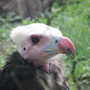 White-headed vulture