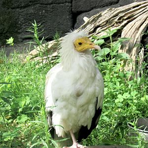 Egyptian vulture