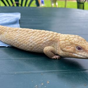 Albino Western Bobtail (Tiliqua rugosa), "Alby"