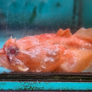 Gulf Toadfish (Opsanus beta)