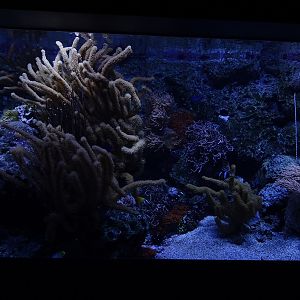 Aquarium: ribbon eel tank (species list in comments)