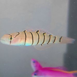Serpentine Goby (Pterogobius elapoides)