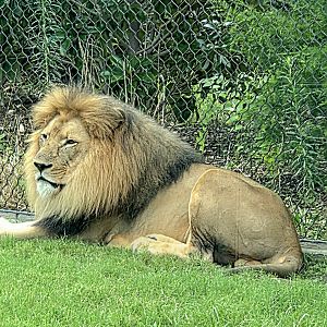 African Lion - Fort Worth Zoo