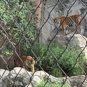 Sumatran Tigers - Fort Worth Zoo