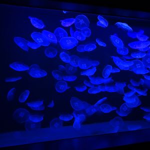 Aquarium: Tank for moon jellies