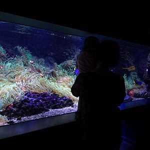 Aquarium: Tank for cowfish, toby etc (species list in comments)