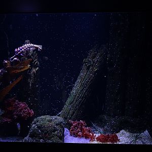 Aquarium: Tank for upsidedown jellies