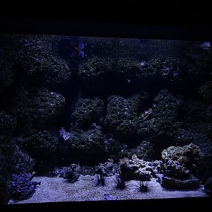 Aquarium: Garden eel tank (species list in comments)