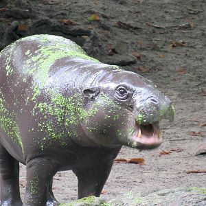 Pygmy hippopotamus - Toni